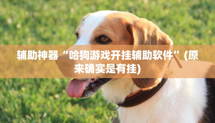 辅助神器“哈狗游戏开挂辅助软件”(原来确实是有挂)