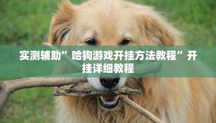 实测辅助”哈狗游戏开挂方法教程”开挂详细教程
